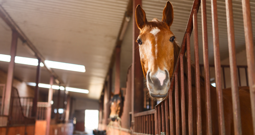 Horse Bedding for sale